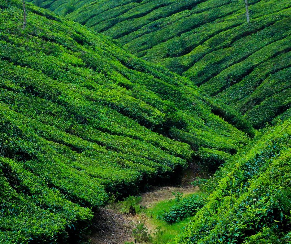 Kerala Tour Packages